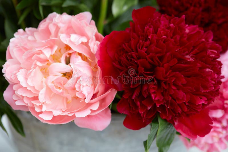 Two Peony Flowers in Red and Pink Colors Stock Image Image of nature