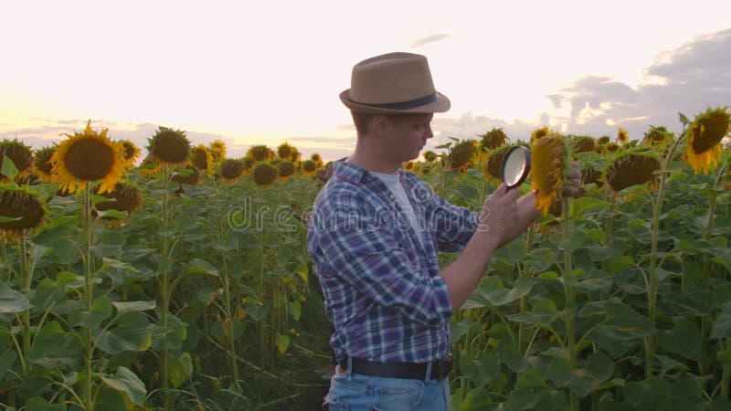 Two people on the sunflowers field in nature at sunset