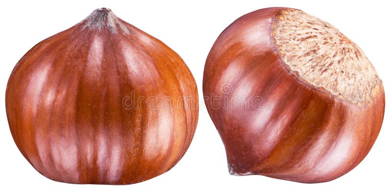 Two perfect ripe hazelnuts or filberts. Clipping path.