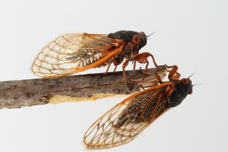 Two periodical cicadas perched on a stick