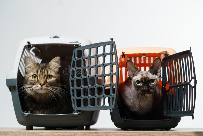 Two Pet Carriers and with Cats Stock Photo Image of sphinx, grey 260107430