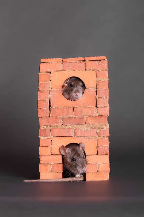 Rats in a brick house stock image. Image of tail, small 158816775