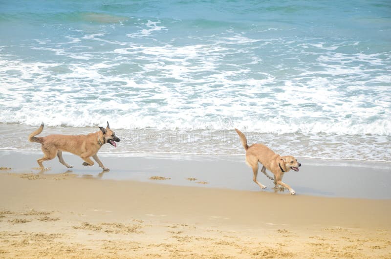 Two pets playing near sea, dogs beach