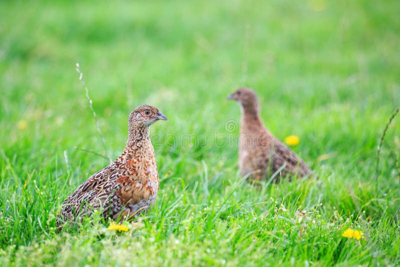 Two pheasant female bird standing in grassland in spring time