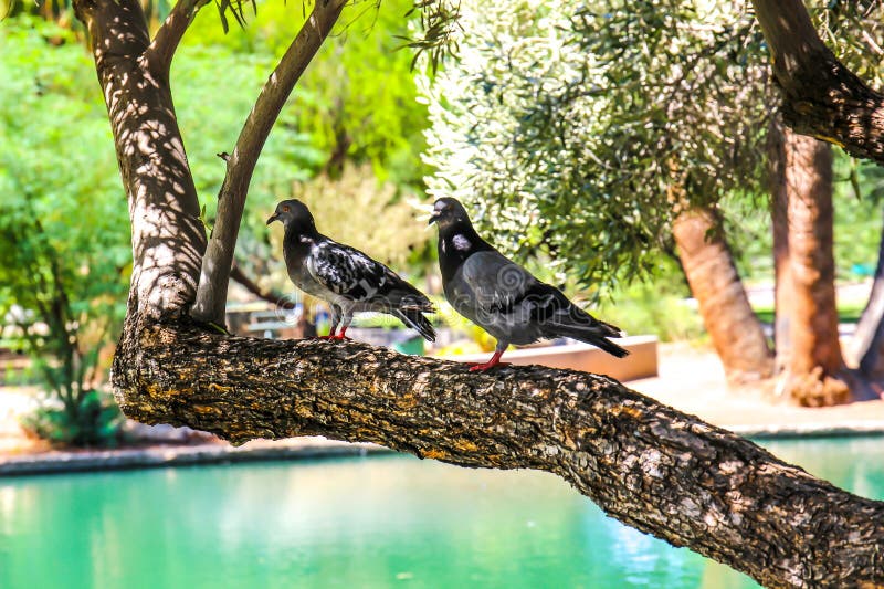 Two Pigeons Standing On Tree Limb