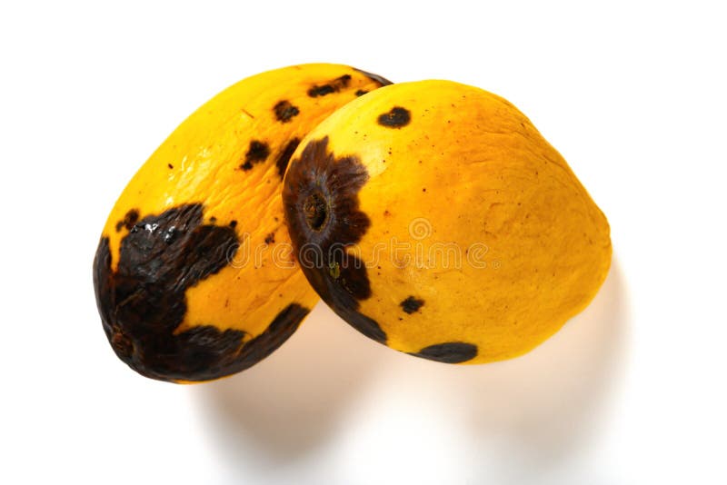 Rotten mango. Overripe Fruit on a white background.Isolated Stock Photo by  prosto_juli