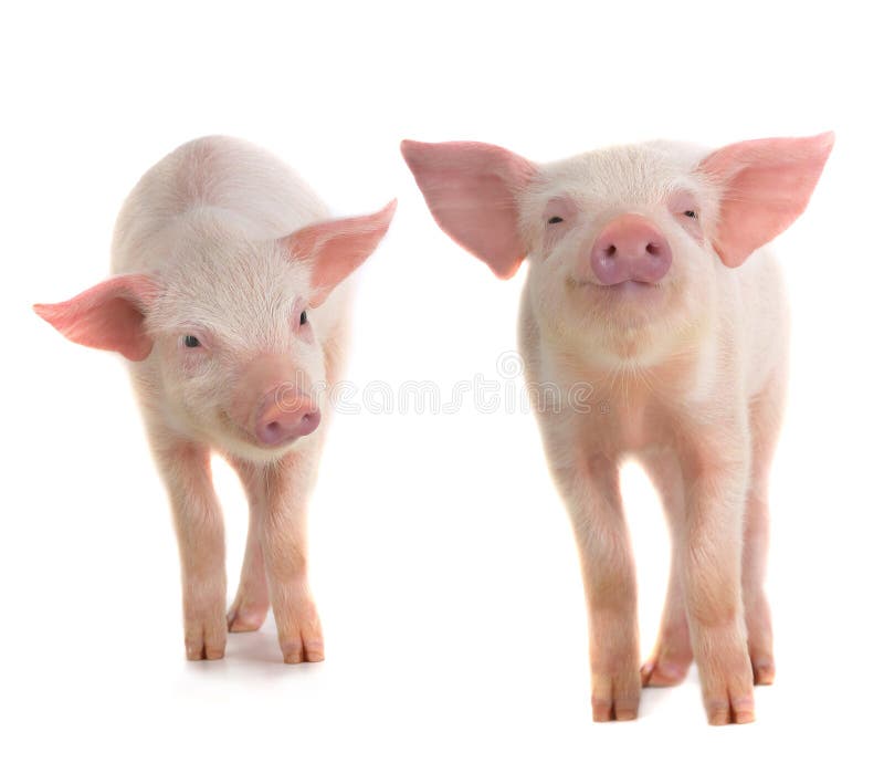 Two pig