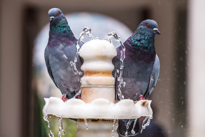 Two pigeon on fountain