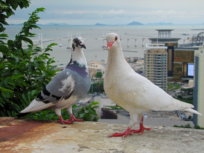 Two pigeons in Macau stock photo Two pigeons in Macau stock photo