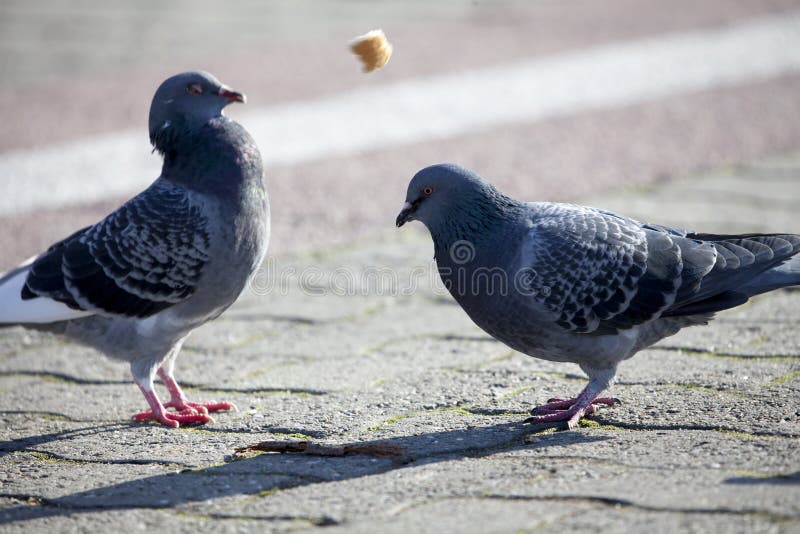 Love Of Two Pigeons On The Sidewalk Stock Image Image of bird, scene