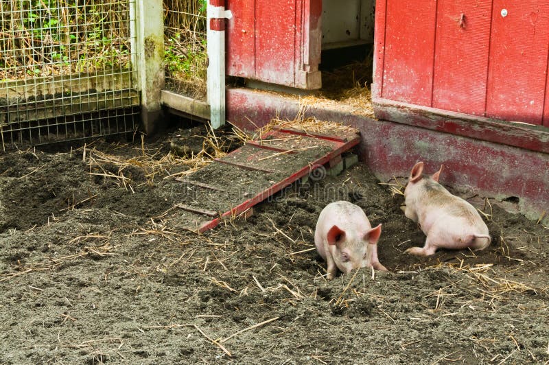 Two Piglets Rooting