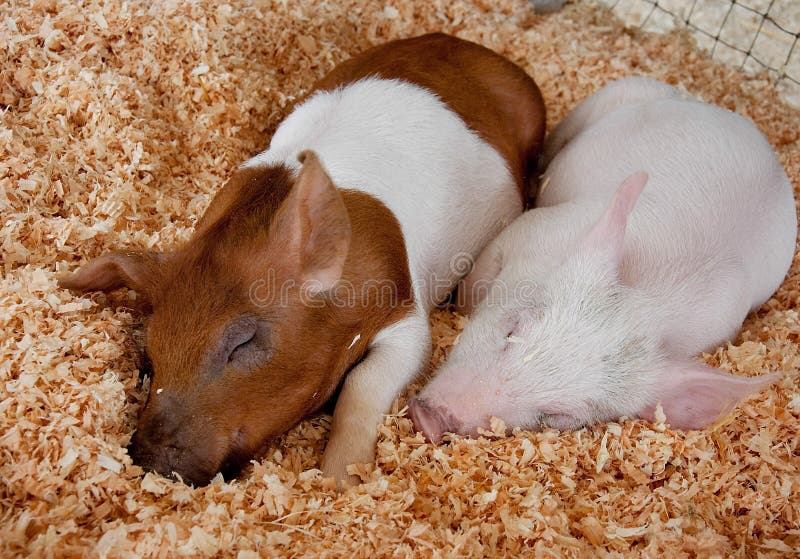 Two Piglets Sleeping