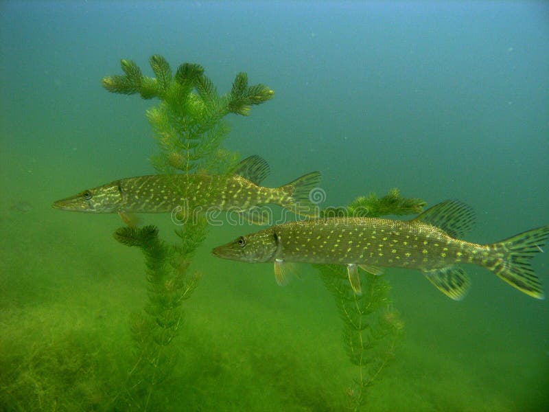 Two Pike esox in the lake