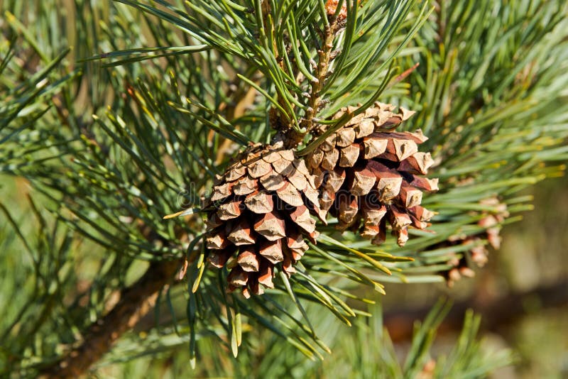 Two Pine Cones stock photo. Image of pinecone, horizontal 36352546
