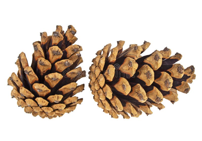 Two pine cones isolated on white background stock images Two pine cones isolated on white background stock images