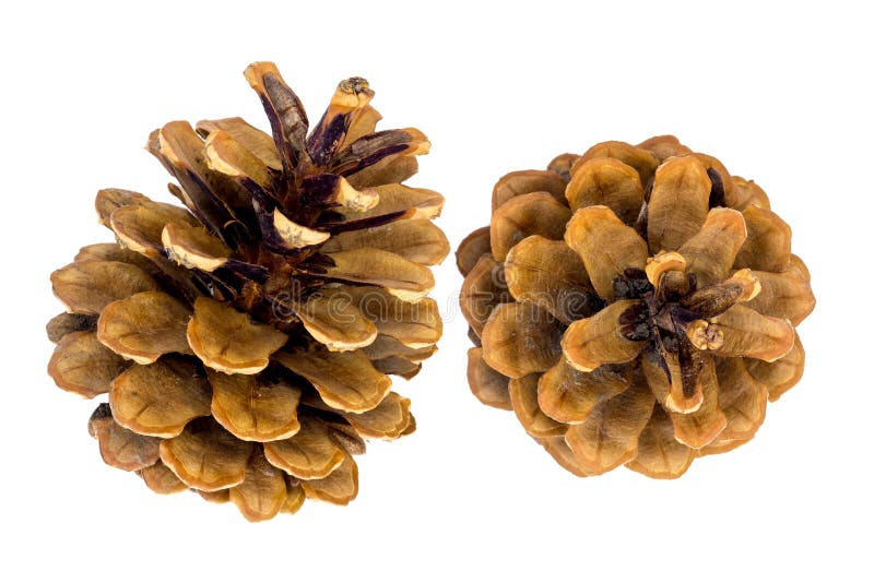 Two pine cones on a white isolated background_ stock photos Two pine cones on a white isolated background_ stock photos
