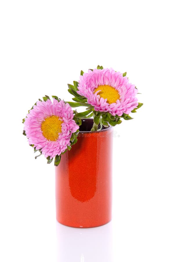 Two pink Anjer daisies