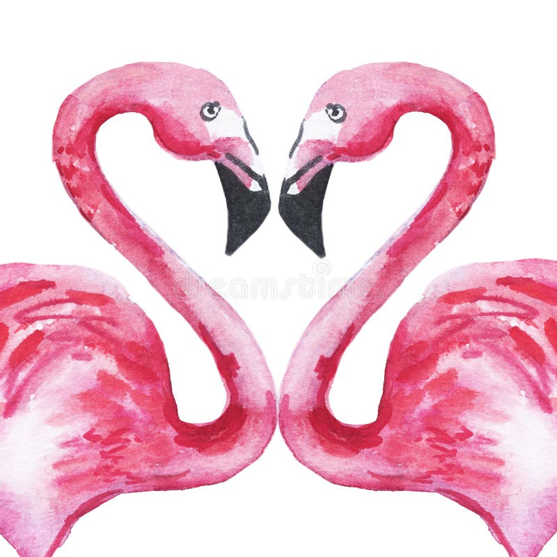 Two pink flamingos in love forming a heart. Watercolor illustration. royalty free illustration Two pink flamingos in love forming a heart. Watercolor illustration. royalty free illustration