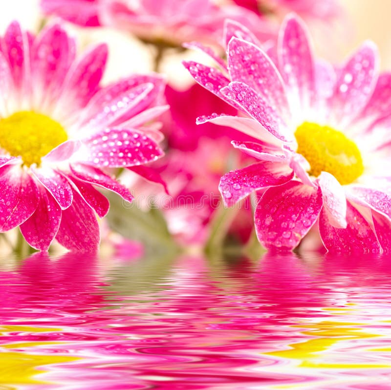 Two pink gerbera