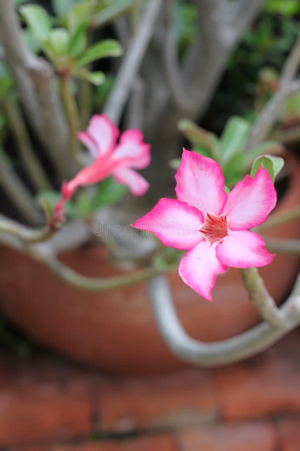 Two pink impala lily stock photo. Image of plant, pink 34050110