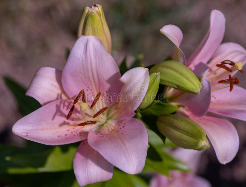 Pink Lily with Many Unopened Buds. Stock Photo - Image of flora ...