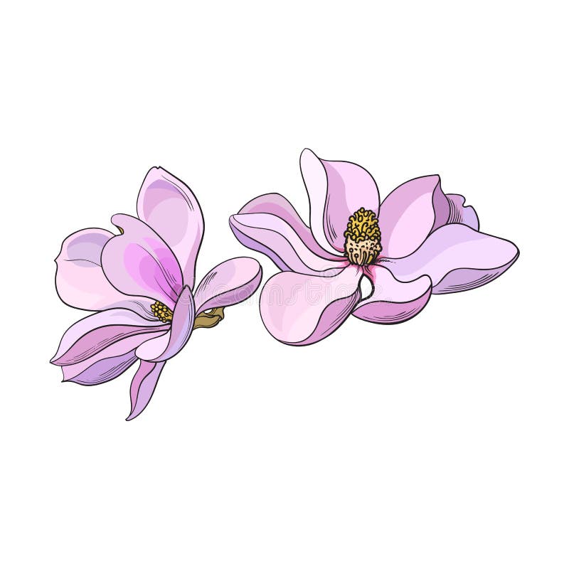 Two Pink Magnolia Flowers, Sketch Vector Illustration ...