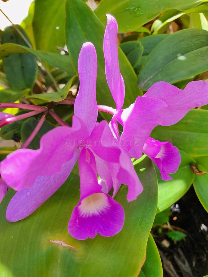 Two pink orchids royalty free stock photography Two pink orchids royalty free stock photography