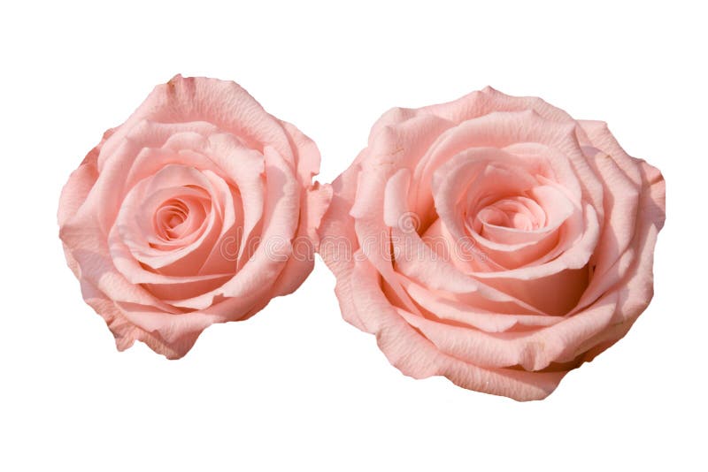 Two pink roses