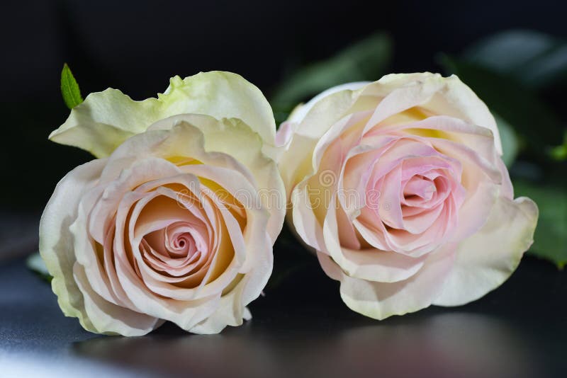 Two Pink  Roses  Closeup On Black  Background  Stock Photo 