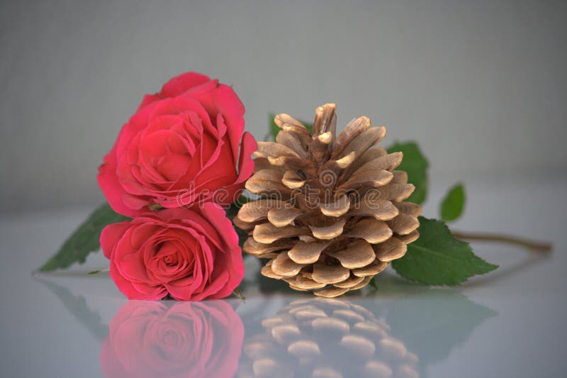 Two Pink Roses and a Pine Cone Stock Photo Image of cone, rose 43647300