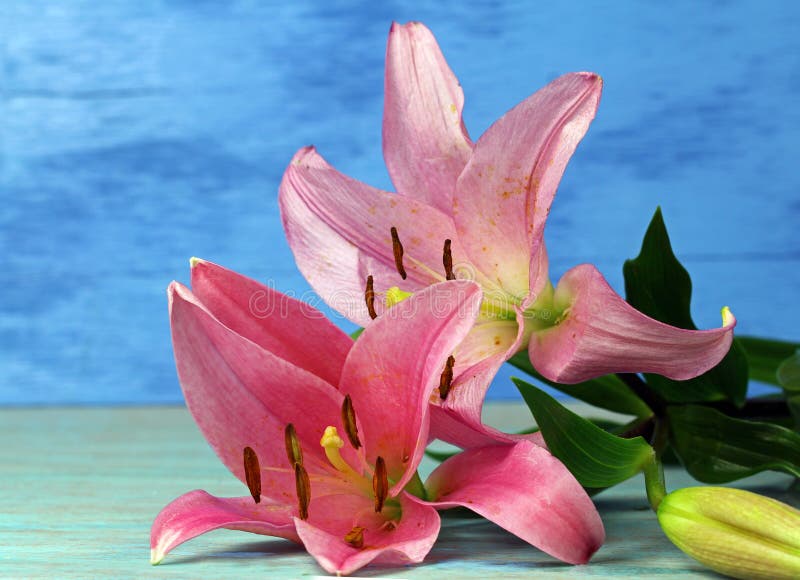 Two pink Tiger Lilies stock photo. Image of color, background 64695340
