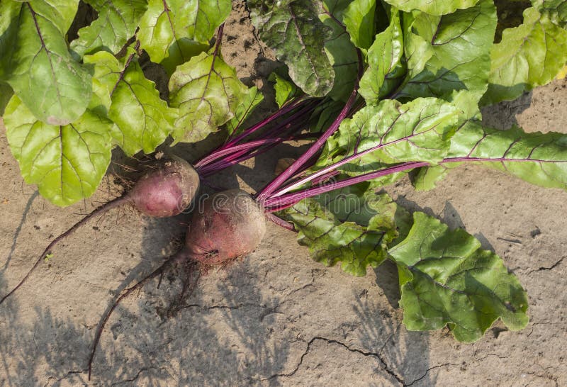 Two Plucked Red Beets on a Bed in the Garden Top View Stock Photo