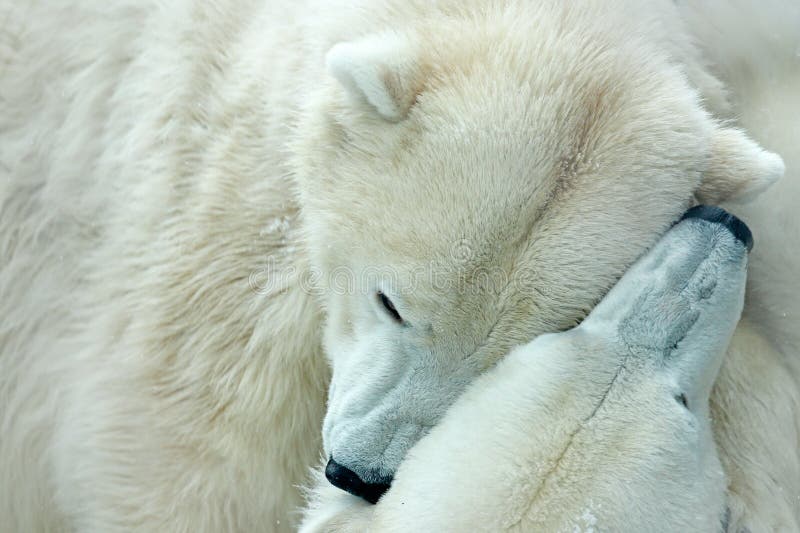 Two polar bear fighting on drift ice in Arctic Svalbard. Detail of fight. Big dangerous animal from Arctic. Two head of bear. Anim