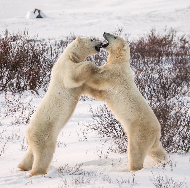 Two Polar Bears Playing With Each Other In The Tundra Canada Stock