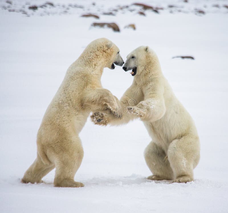 Two Polar Bears Playing With Each Other In The Tundra Canada Stock