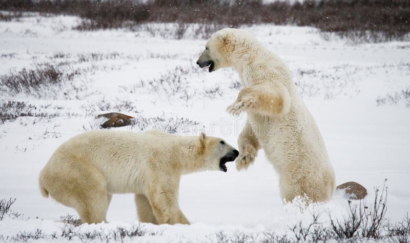 Two Polar Bears Playing With Each Other In The Tundra Canada Stock