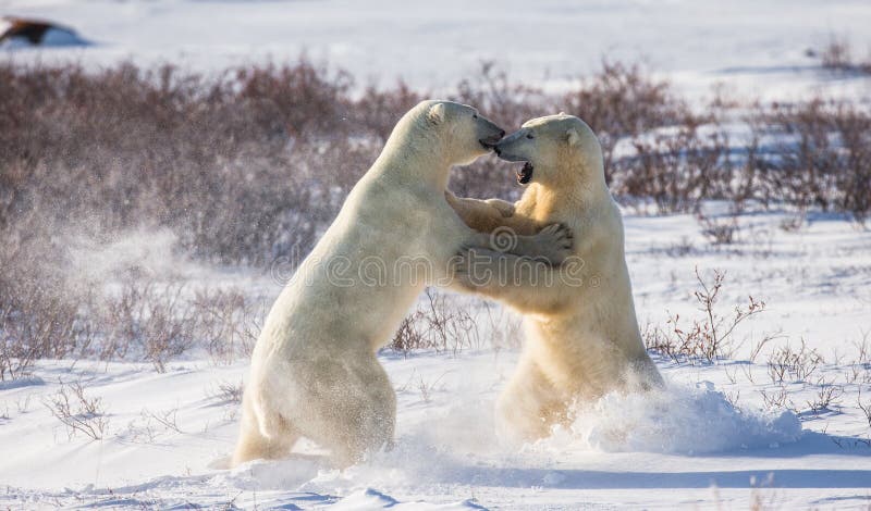 Two Polar Bears Playing With Each Other In The Tundra Canada Stock