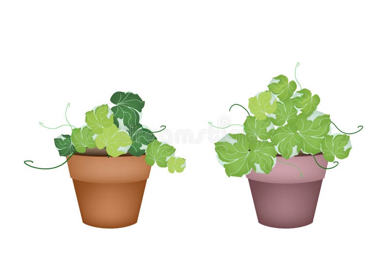 Ecological Concept, Illustration of Green Leaves of Polyscias Plant in Terracotta Flower Pots for Garden Decoration. Ecological Concept, Illustration of Green Leaves of Polyscias Plant in Terracotta Flower Pots for Garden Decoration.