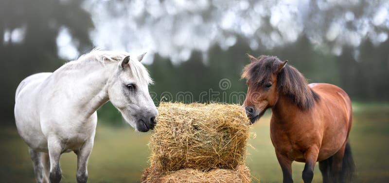 Two ponies eating hay on a meadow at a farm royalty free stock photos
