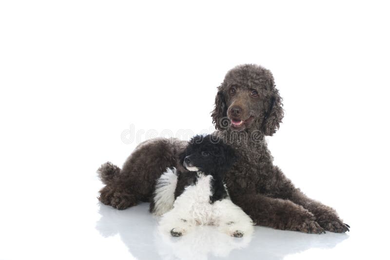 Man two poodles stock image. Image of dogs, happy, poodle 20529731