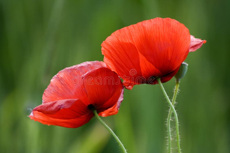 Two poppies stock image. Image of brittleness, landscape - 6020427