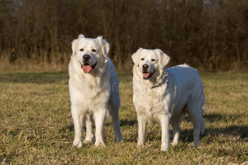 Two posing white dogs