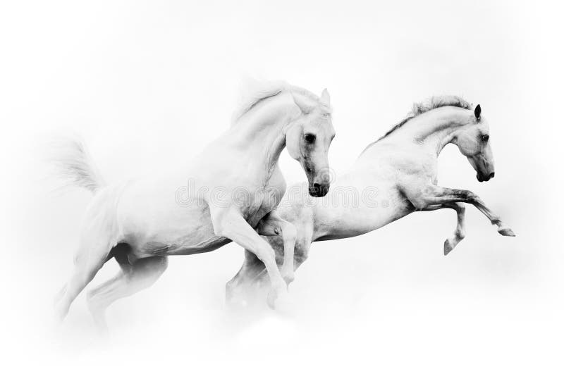 Two powerful white horses