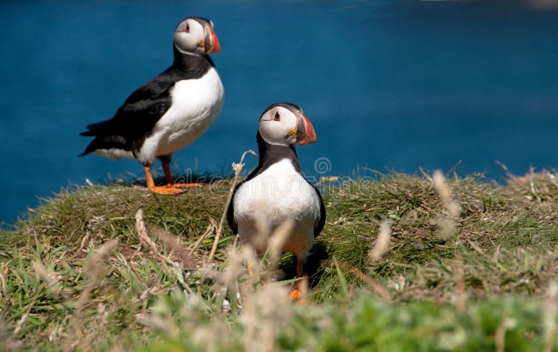 Two Puffins on the Island of Lunga.Inner Hebrides, Scotland, U.K