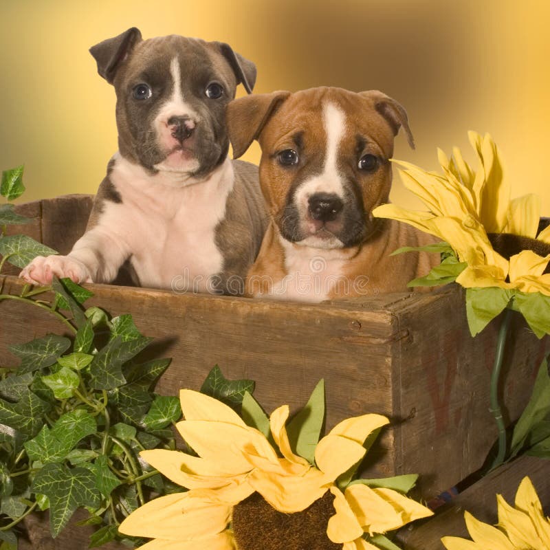 Two puppies royalty free stock photo
