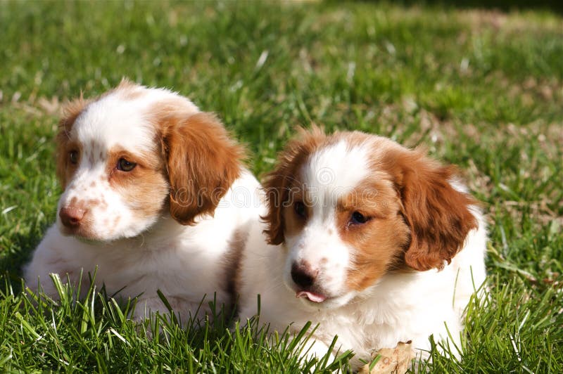 Two puppies