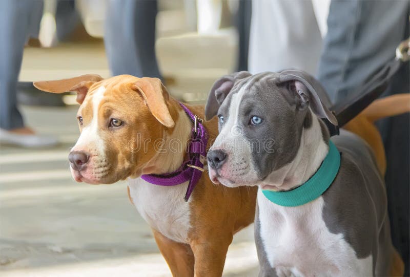 Two puppies of the American staffordshire terrier. royalty free stock photos Two puppies of the American staffordshire terrier. royalty free stock photos