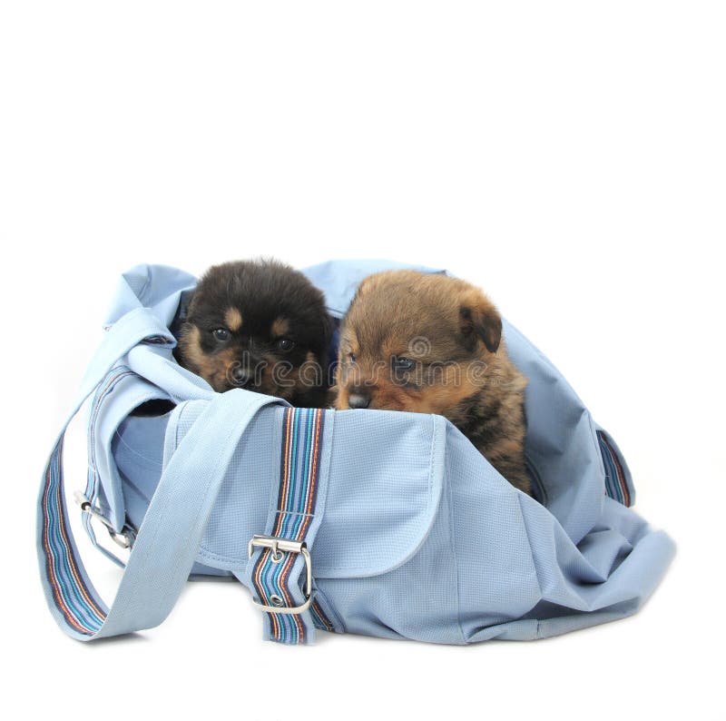Two puppies in the bag stock image. Image of pedigreed 8822619