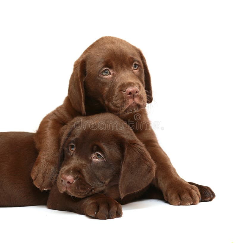 chocolate lab price