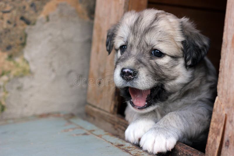 Feliz gris cabello sin hogar muro espiando afuera de casa de perro.